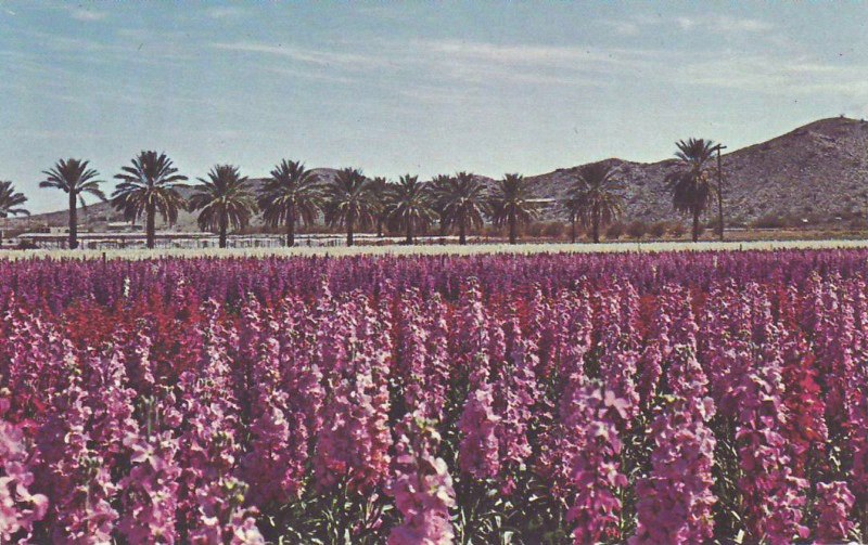 The preservation police