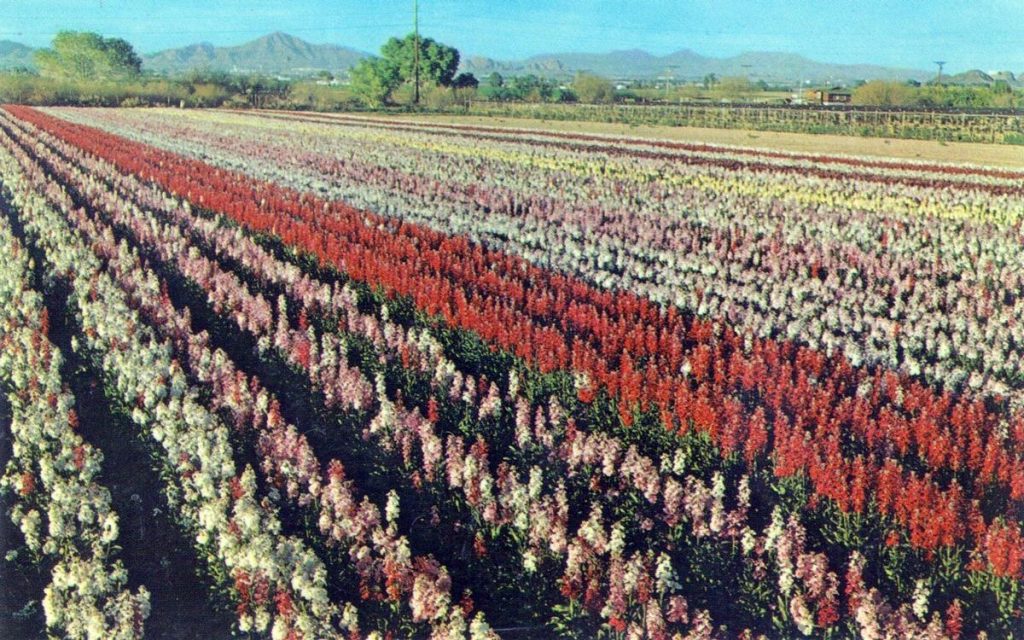 The oasis, in photos